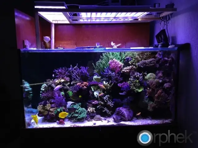 Orphek Atlantik