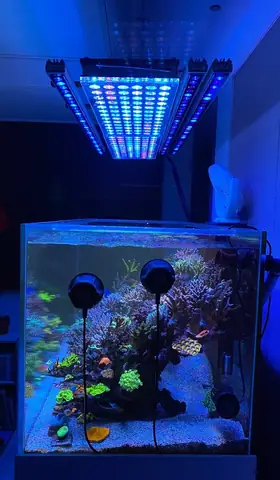 Bể Cá Rạn San Hô Sps Tuyệt Đẹp Với Sự Kết Hợp Của Các Giải Pháp Chiếu Sáng Led Orphek: