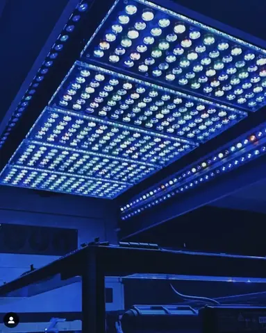 Bố Cục Led Hồ Cá Rạn San Hô Tuyệt Vời Của Orphek
