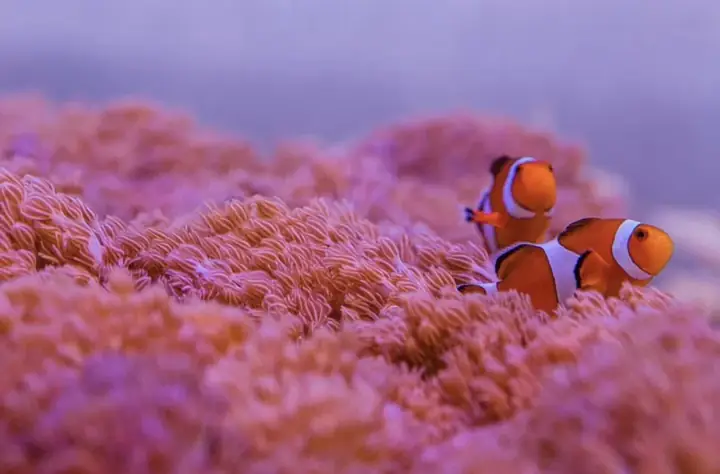Đèn Led Cho Bể Cá Orphek Atlantik Icon Reef Không Chỉ Làm Cho Bể Của Bạn Trông Đẹp Mà Còn Tự Nó Đẹp.
