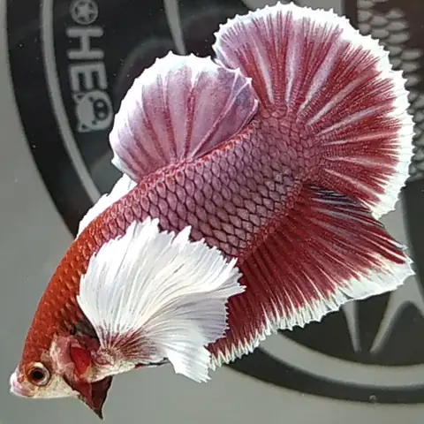 Cá Betta Dumbo