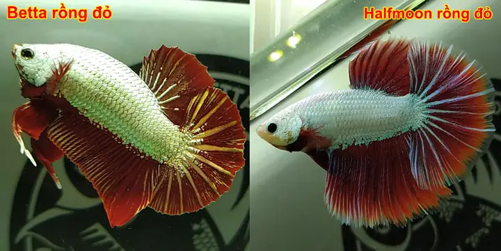 Cá Betta Halfmoon
