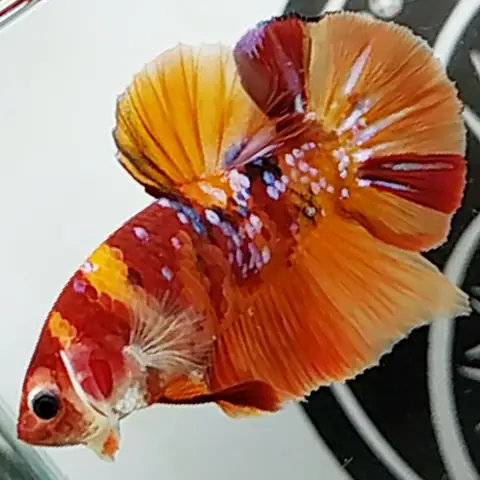 Cá Betta Galaxy