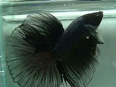 Cá Betta Halfmoon