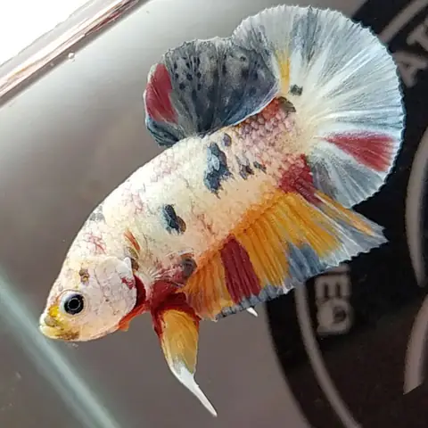 Cá Betta Koi