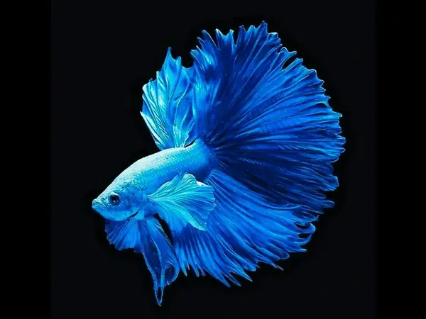 Hình Ảnh Cá Betta Galaxy: Bộ Sưu Tập Ảnh Đẹp Nhất Thế Giới Cá Cảnh