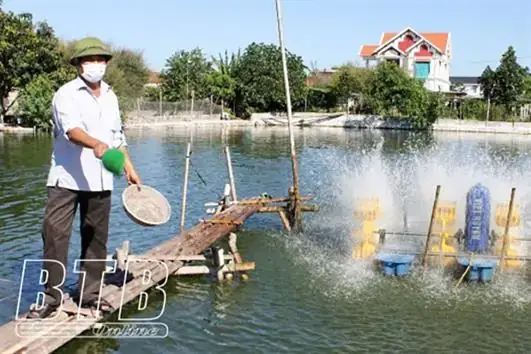 Cá Chuối Hoa Là Gì? Tổng Quan Về Loài Cá Lừng Danh