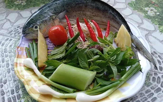 Hình Ảnh Cá Dũa: Khám Phá Thế Giới Đa Dạng Của Những "công Nhân Dọn Dẹp" Hồ Cá