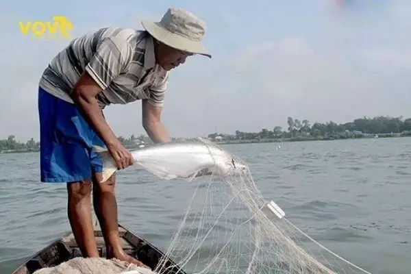 Hình Ảnh Con Cá Dứa: Đặc Điểm, Môi Trường Sống Và Giá Trị Kinh Tế