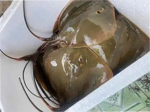Cá Đuối Là Gì? Cá Đuối Là Gì?