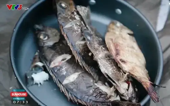 Hình Ảnh Cá Giò: Đặc Điểm, Ý Nghĩa Phong Thủy Và Những Điều Cần Biết