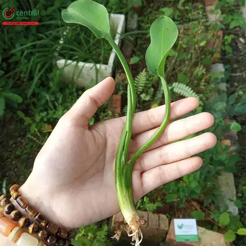 3cách Trồng Cây Kèo Nèo