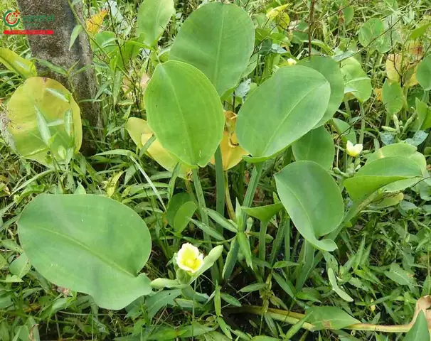 Kèo Nèo Và Tai Tượng Khác Nhau Như Thế Nào?