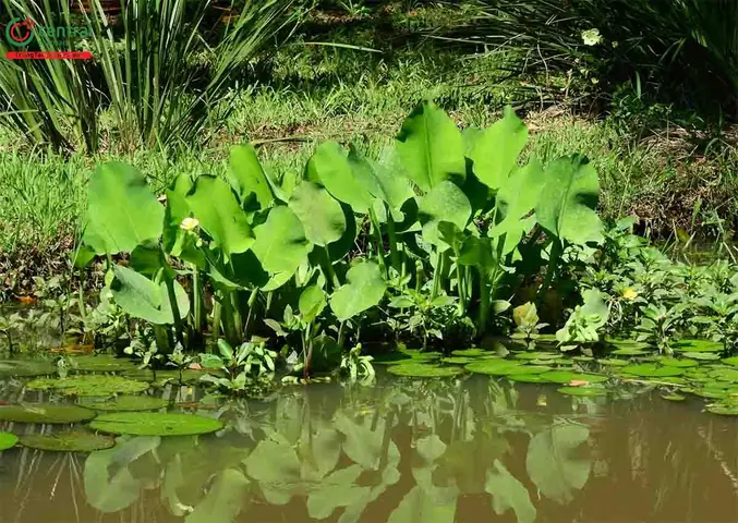 Kèo Nèo (cù Nèo, Thèo Lèo, Tai Tượng - Limnocharis Flava)