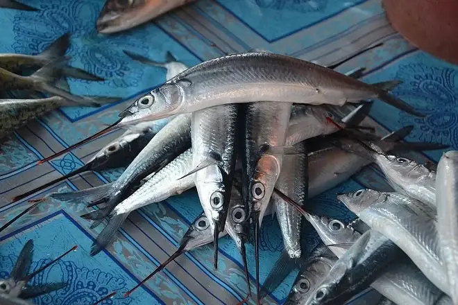 Loại Cá Này Được Gọi Là Cá Kìm Vì Mang Đặc Điểm Dễ Nhận Biết Là Là Một Chiếc Kìm Dài Ở Phần Đầu Mõm Khoảng 2 - 4cm.