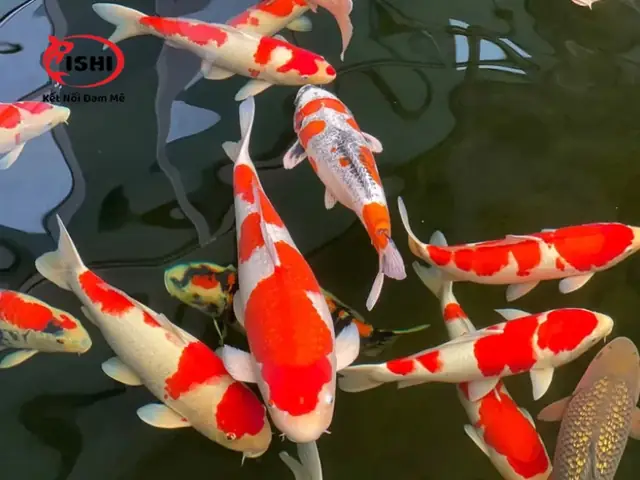 Cách Chọn Lựa Cá Koi: