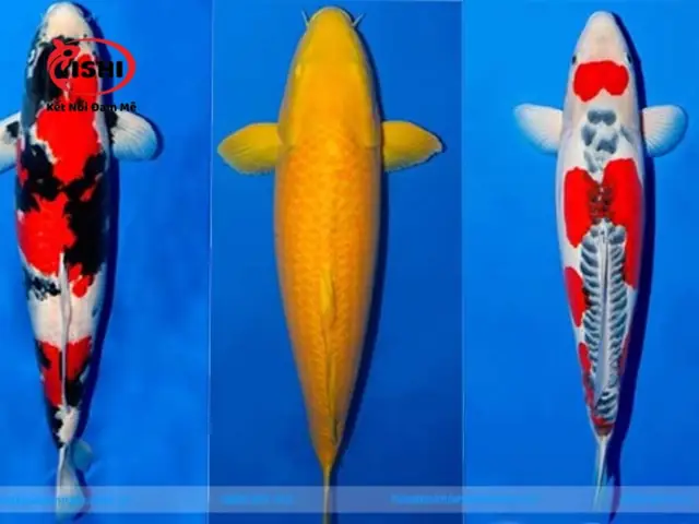 Đặc Điểm Phân Biệt Trực Quan: