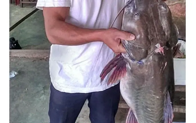 Hình Ảnh Cá Lăng Đuôi Đỏ: Toàn Cảnh Về Loài Cá Nước Ngọt Độc Đáo