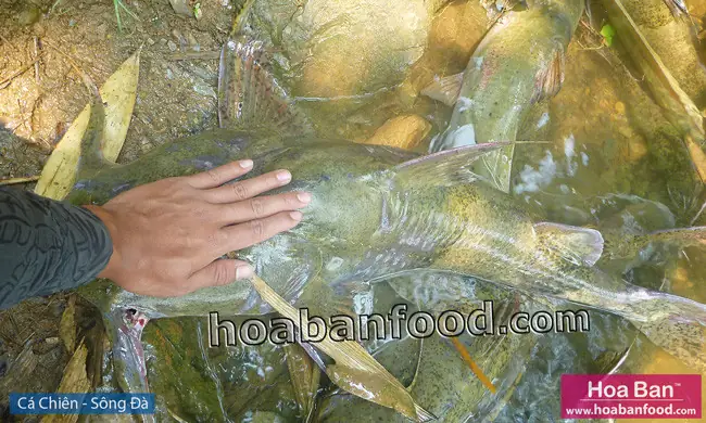 Hình Ảnh Cá Lăngkhi Được Đưa Lên Bờ: Sức Mạnh Và Sự Độc Đáo