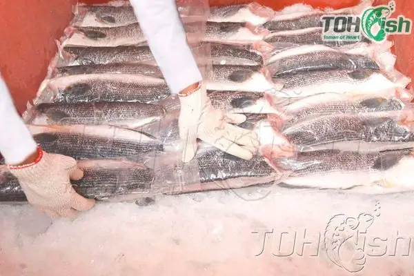 Trứng Cá Lóc Bông - Nguồn Gốc Sạch, Phân Phối Nhanh