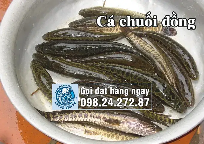 Cá Lóc Đồng: Tổng Quan Về Loài Cá Bản Địa