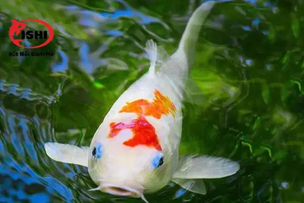Do Môi Trường Sống: