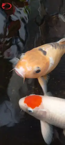 Phòng Ngừa Cá Koi Bị Lồi Mắt:
