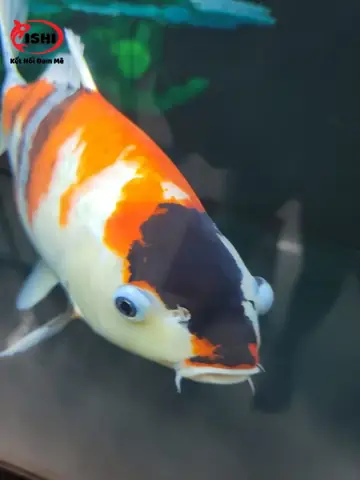 Dấu Hiệu Nhận Biết Cá Koi Bị Lồi Mắt: