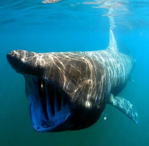 Hình Ảnh Cá Mập Megalodon