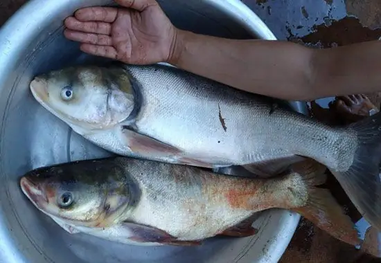 Hình Ảnh Cá Mè Trắng
