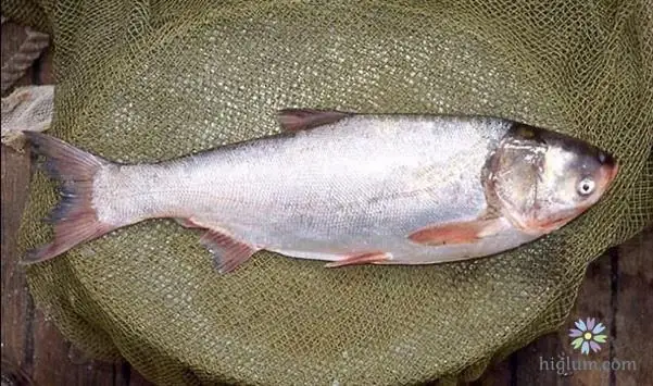 Hình Ảnh Cá Mè Trắng