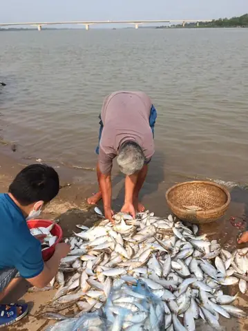 Về Hình Dáng, Cá Mòi Khá Giống Với Con Cá Trích Biển, Toàn Thân Có Màu Trắng, Mình Dẹt.