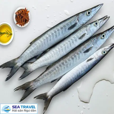 Hình Ảnh Cá Nhồng Biển