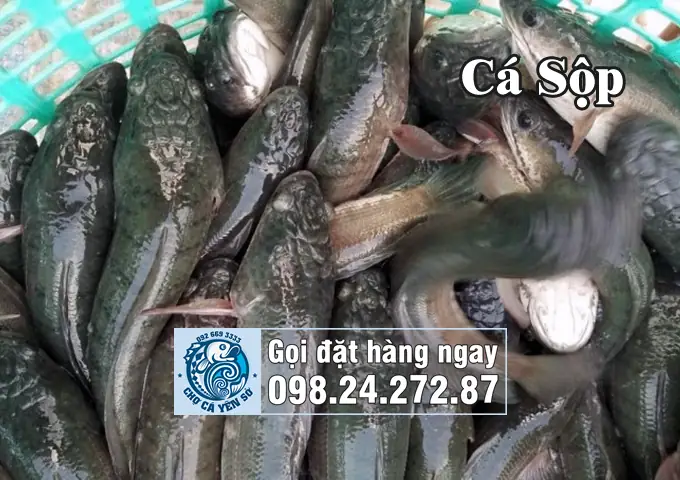 Cá Chuối Là Gì? Cá Quả Là Gì? Cá Lóc Là Gì?