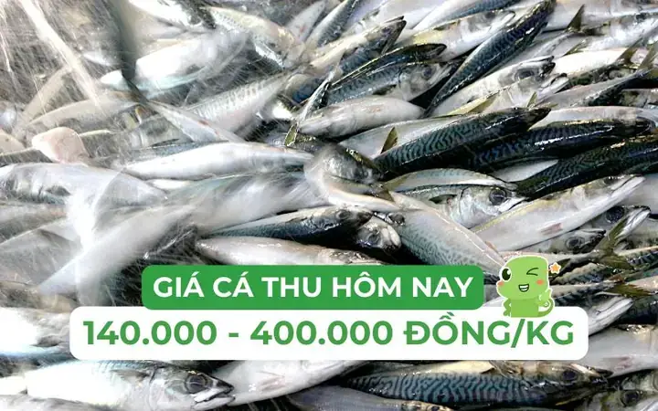 Cá Thu Ngàng Là Gì? Phân Loại Và Đặc Điểm Tổng Quan