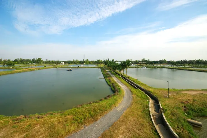 Những Hình Ảnh Đẹp Về Cá Tra Từ Ao Nuôi Đến Nhà Máy - Ảnh 2.