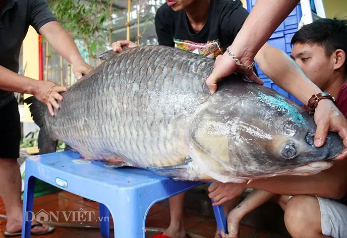 Hình Ảnh Cá Trắm Đen