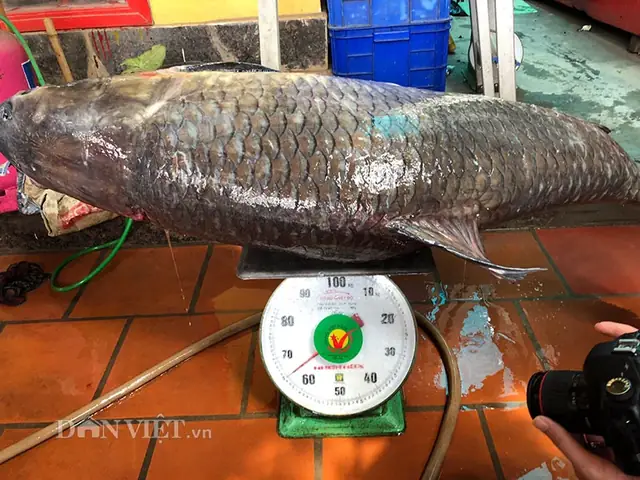 Hình Ảnh Cá Trắm Đen