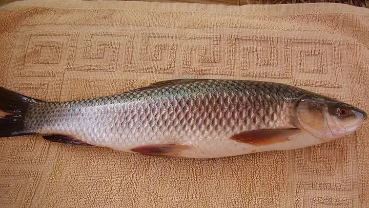 Tổng Quan Về Cá Trôi Trắng