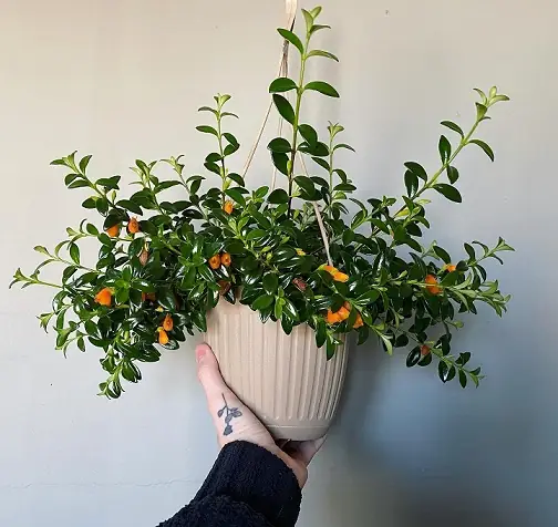Hình Ảnh Cá Vàng Đẹp Nhất