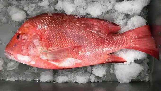 Hình Ảnh Các Loài Cá Biển