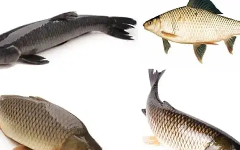 Hình Ảnh Các Loài Cá Nước Ngọt: Cẩm Nang Đầy Đủ Cho Người Yêu Thủy Sinh