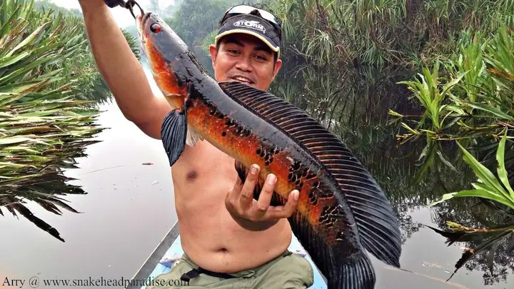 Môi Trường Sống Đặc Trưng Quyết Định Màu Sắc