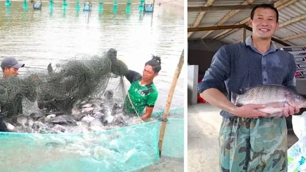 Mô Hình Nuôi Ghép Cá Rô Phi Trong Ao Phổ Biến Hiện Nay. Ảnh: Dh.