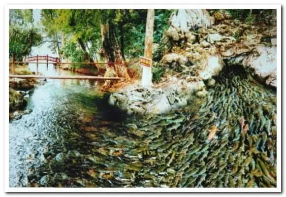 Khám Phá Vẻ Đẹp Thiên Nhiên Qua Những Hình Ảnh Suối Cá Thần Thanh Hóa