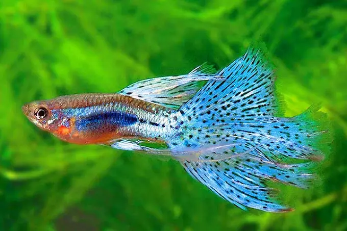 Những Bức Ảnh Đẹp Về Cá
