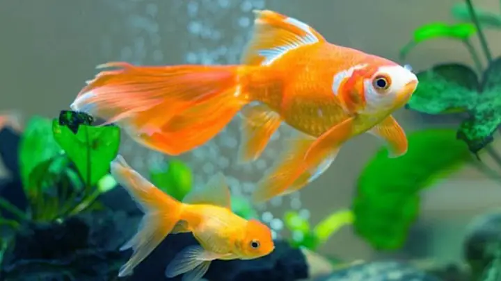 Những Bức Ảnh Đẹp Về Cá