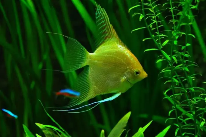 Những Bức Ảnh Đẹp Về Cá