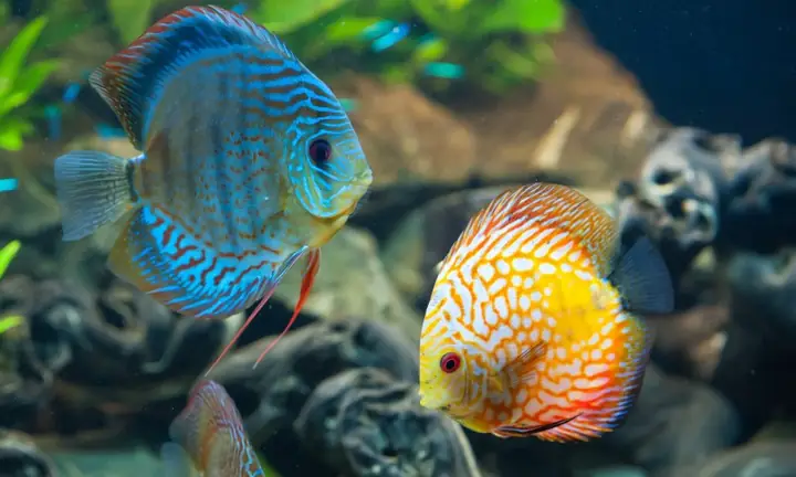 Những Bức Ảnh Đẹp Về Cá