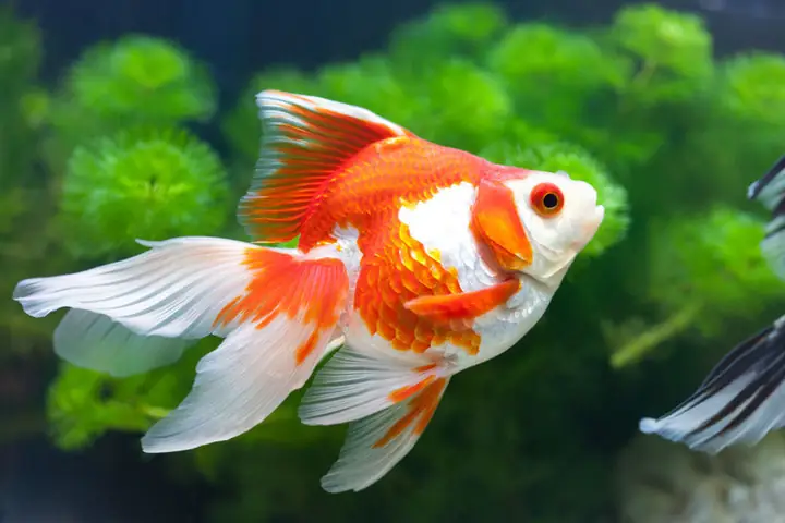 Những Bức Ảnh Đẹp Về Cá